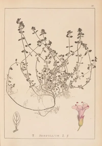 Herbier De La Flore Francaise Pl 0775