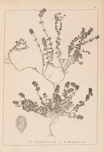 Herbier De La Flore Francaise Pl 0776