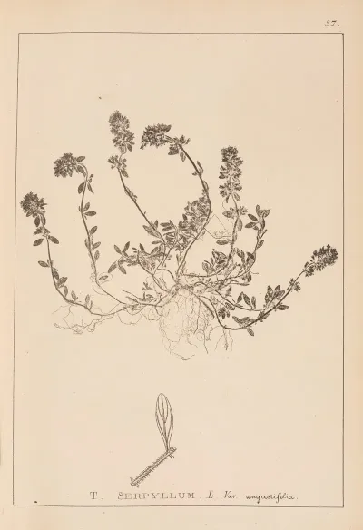 Herbier De La Flore Francaise Pl 0777