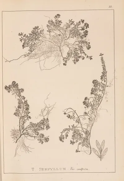Herbier De La Flore Francaise Pl 0778