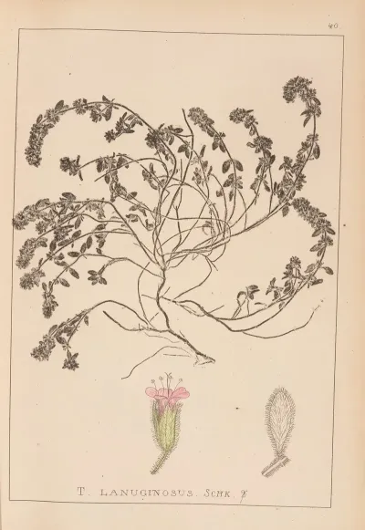 Herbier De La Flore Francaise Pl 0780