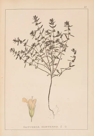 Herbier De La Flore Francaise Pl 0783