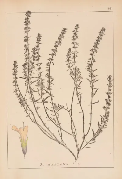 Herbier De La Flore Francaise Pl 0784