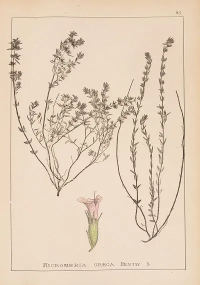 Herbier De La Flore Francaise Pl 0785