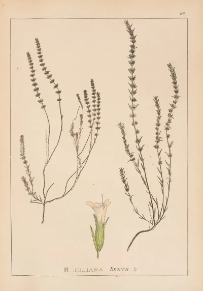 Herbier De La Flore Francaise Pl 0786