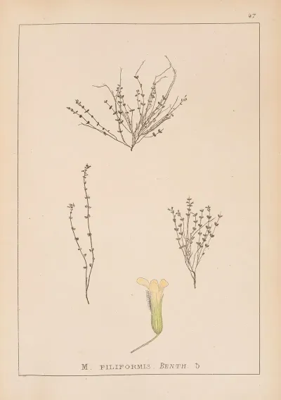 Herbier De La Flore Francaise Pl 0787