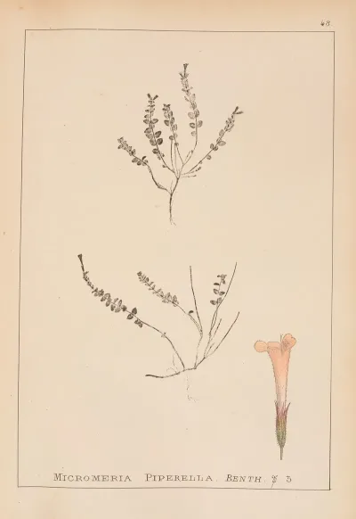 Herbier De La Flore Francaise Pl 0788