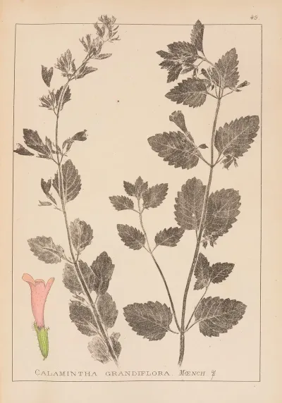 Herbier De La Flore Francaise Pl 0789