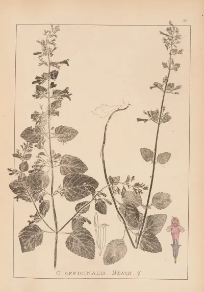 Herbier De La Flore Francaise Pl 0790