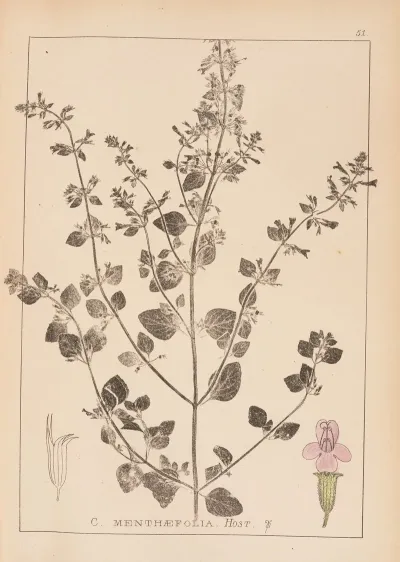 Herbier De La Flore Francaise Pl 0791