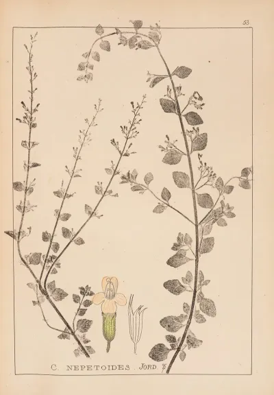 Herbier De La Flore Francaise Pl 0793