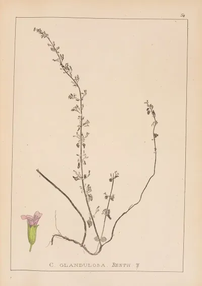 Herbier De La Flore Francaise Pl 0794