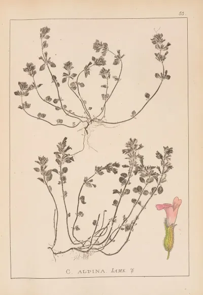 Herbier De La Flore Francaise Pl 0795