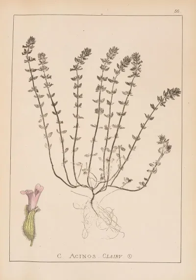 Herbier De La Flore Francaise Pl 0796
