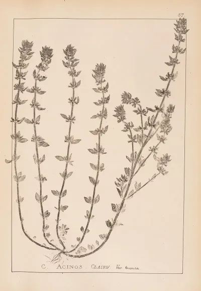 Herbier De La Flore Francaise Pl 0797