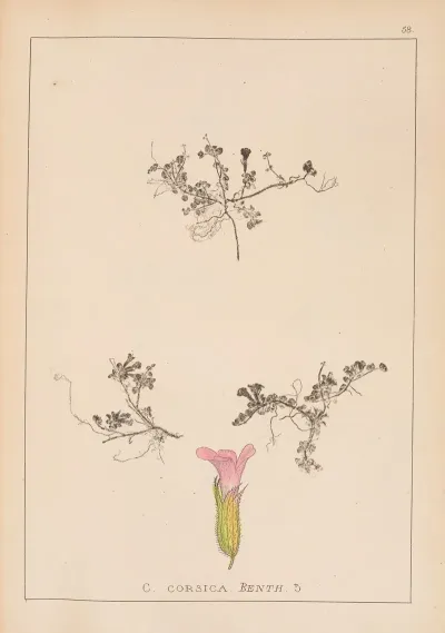 Herbier De La Flore Francaise Pl 0798