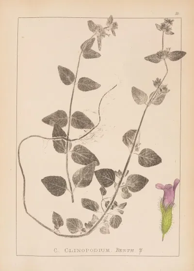 Herbier De La Flore Francaise Pl 0799