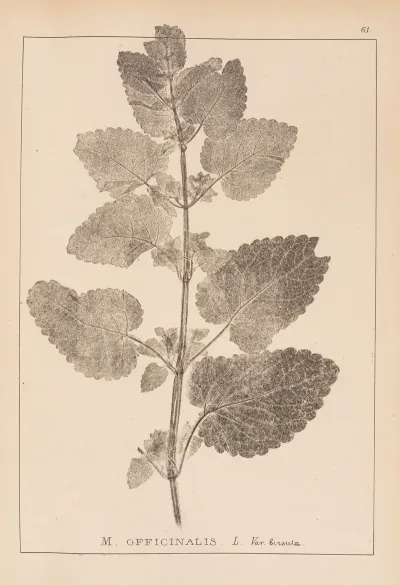 Herbier De La Flore Francaise Pl 0801