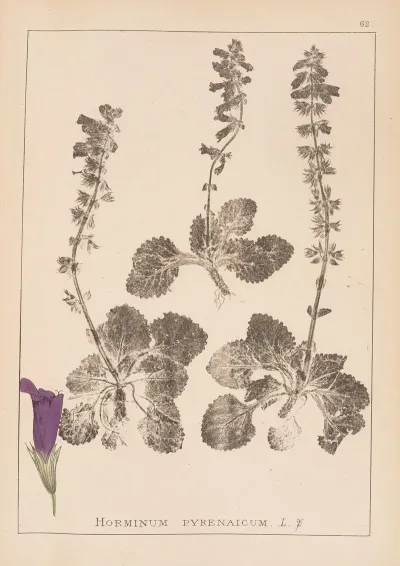 Herbier De La Flore Francaise Pl 0802