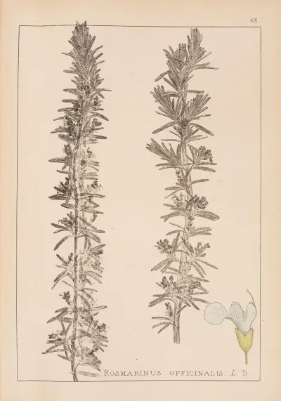 Herbier De La Flore Francaise Pl 0803