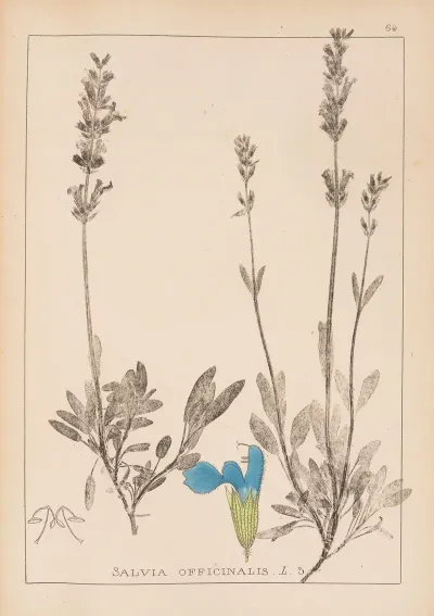Herbier De La Flore Francaise Pl 0804