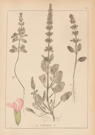 Herbier De La Flore Francaise Pl 0805