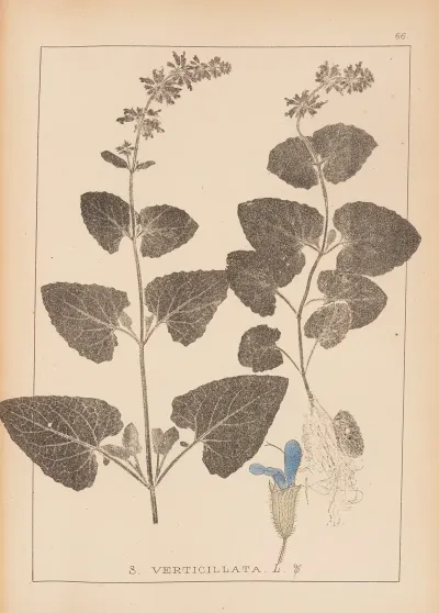 Herbier De La Flore Francaise Pl 0806