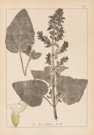 Herbier De La Flore Francaise Pl 0807