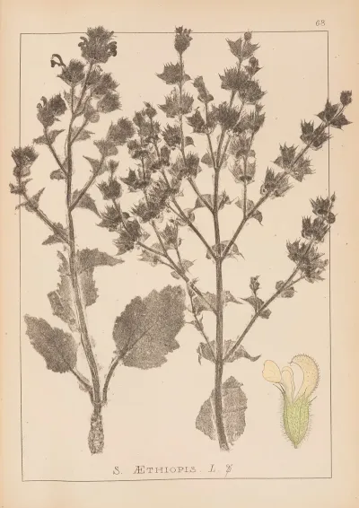 Herbier De La Flore Francaise Pl 0808