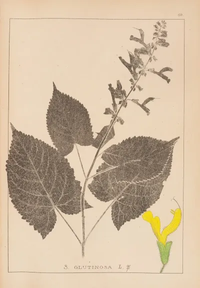 Herbier De La Flore Francaise Pl 0809