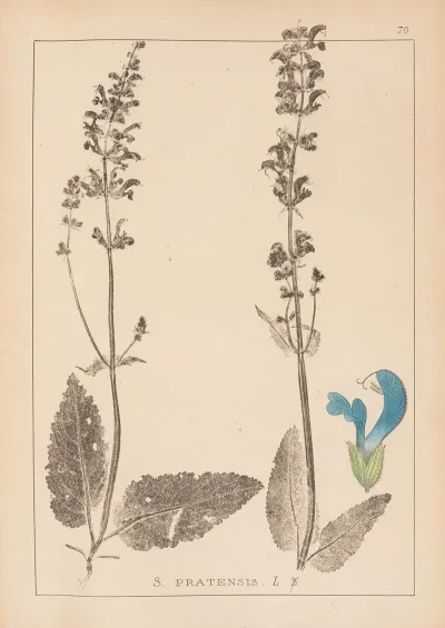 Herbier De La Flore Francaise Pl 0810