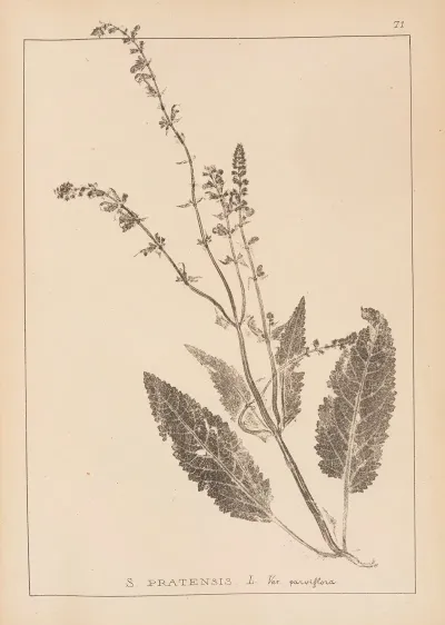 Herbier De La Flore Francaise Pl 0811