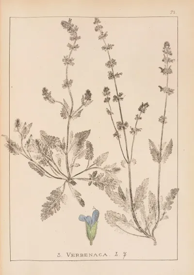 Herbier De La Flore Francaise Pl 0812