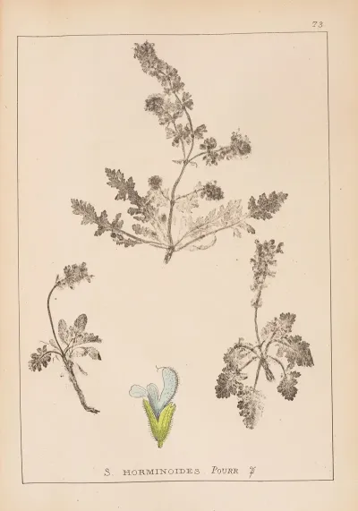 Herbier De La Flore Francaise Pl 0813