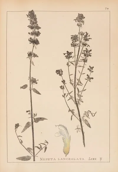 Herbier De La Flore Francaise Pl 0814