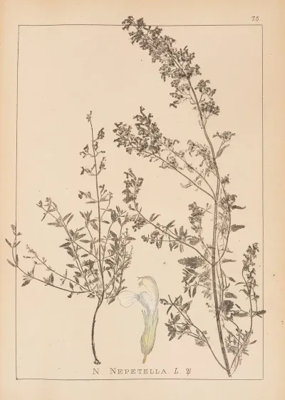 Herbier De La Flore Francaise Pl 0815
