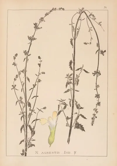 Herbier De La Flore Francaise Pl 0816