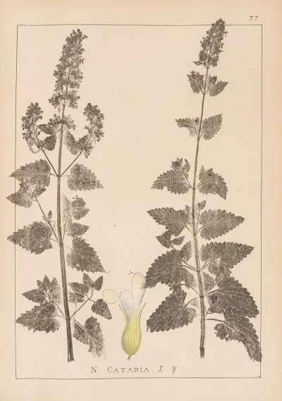 Herbier De La Flore Francaise Pl 0817
