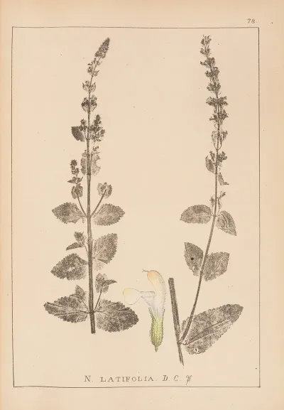 Herbier De La Flore Francaise Pl 0818