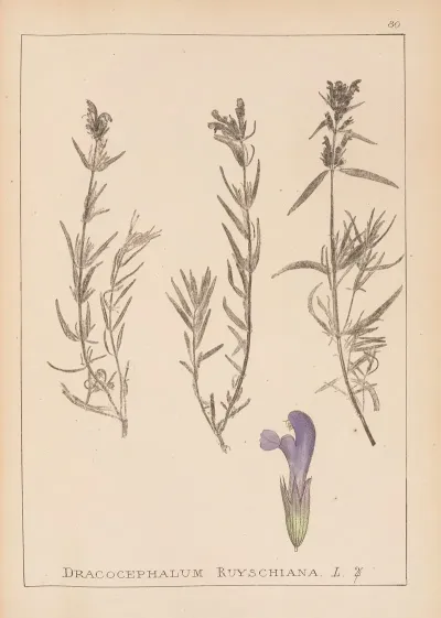Herbier De La Flore Francaise Pl 0820