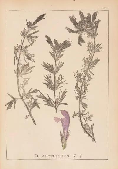 Herbier De La Flore Francaise Pl 0821
