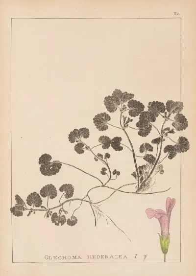 Herbier De La Flore Francaise Pl 0822