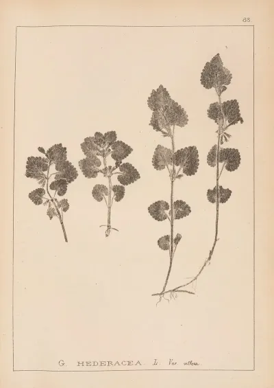 Herbier De La Flore Francaise Pl 0823