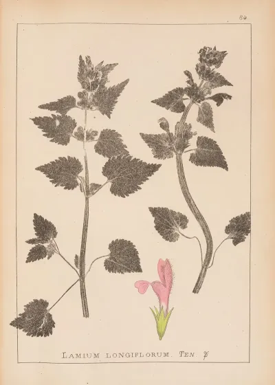 Herbier De La Flore Francaise Pl 0824