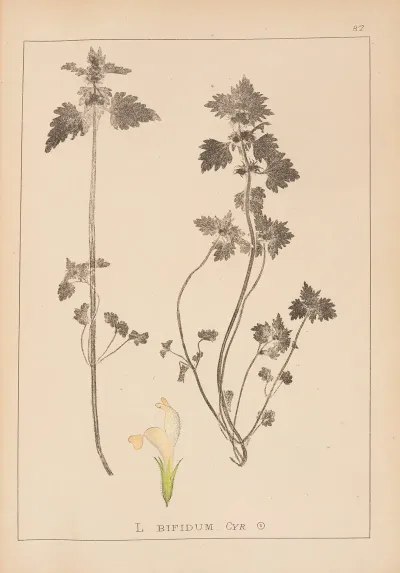 Herbier De La Flore Francaise Pl 0826