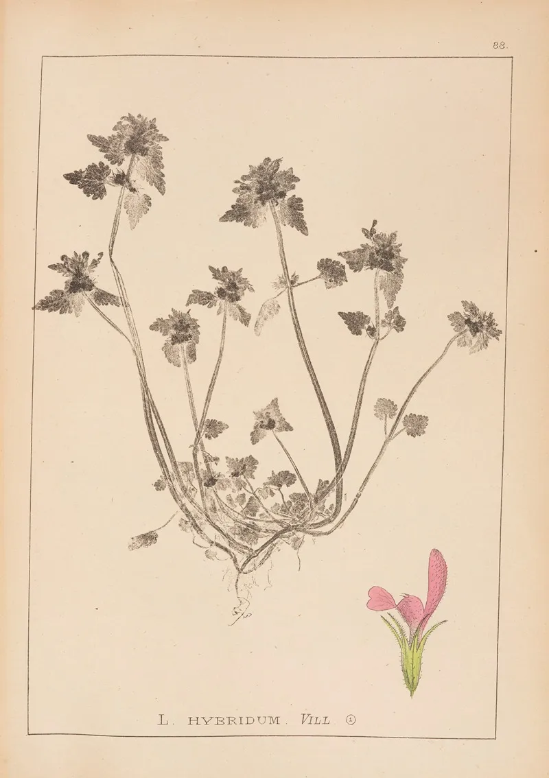 Herbier De La Flore Francaise Pl 0827