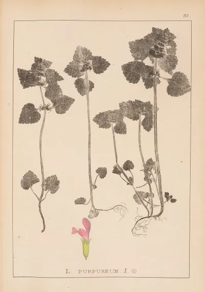 Herbier De La Flore Francaise Pl 0828