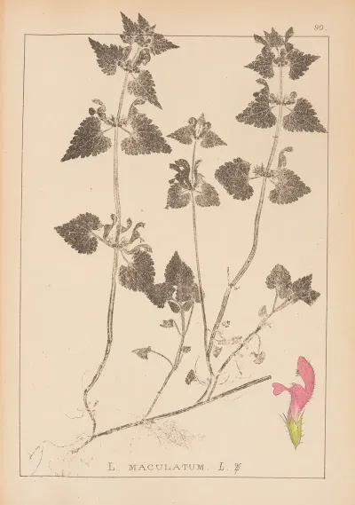 Herbier De La Flore Francaise Pl 0829