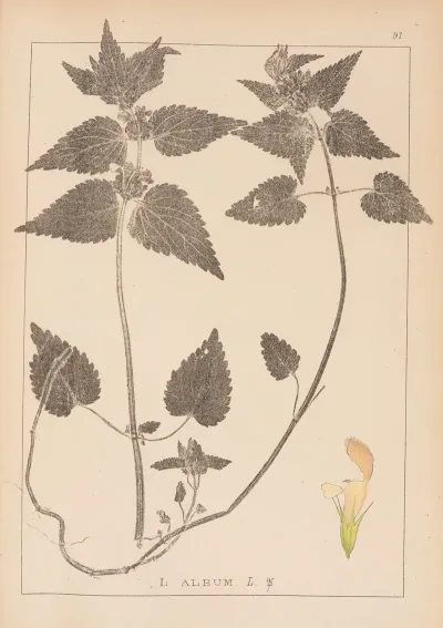 Herbier De La Flore Francaise Pl 0830