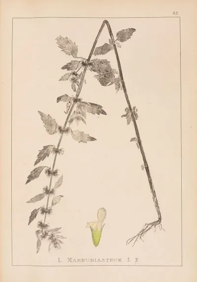 Herbier De La Flore Francaise Pl 0834